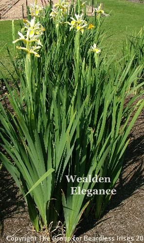 Wealden Elegance (7)